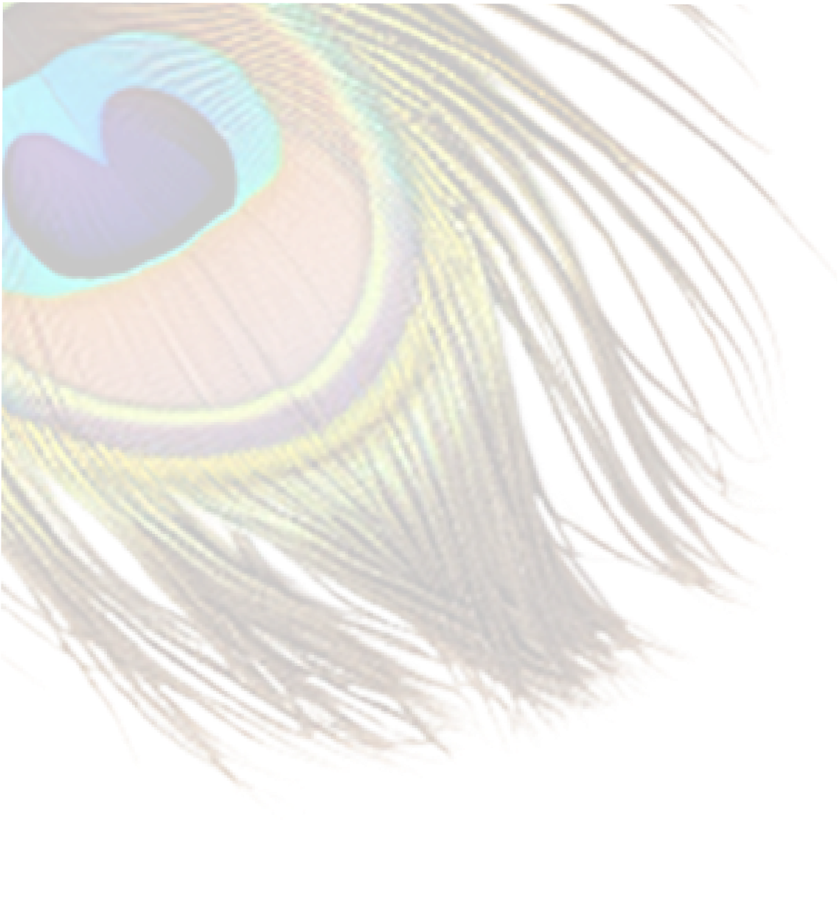 Krishna feather